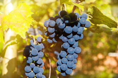 Close up of red wine grapes hanging on the vine in the afternoon clipart