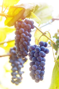 Kırmızı şarap üzüm asma öğleden sonra asılı yakın çekim