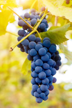 Kırmızı şarap üzüm asma öğleden sonra asılı yakın çekim