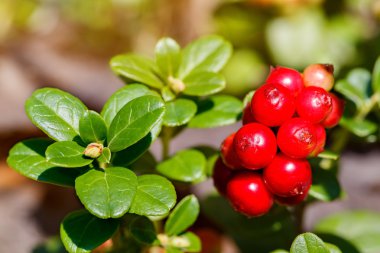 Cowberries (İsveç kirazı, partridgeber olgun, taze çilek