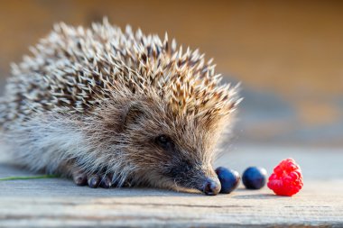 A young hedgehog with a raspberry and blueberries on a wooden fl clipart