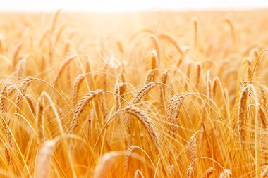 Altın buğday kulak veya çavdar yakın çekim. Çavdar taze bir ürün. Alanı