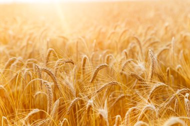 Altın buğday kulak veya çavdar yakın çekim. Çavdar taze bir ürün. Alanı