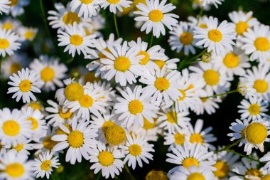 yukarıdan aşağıya yeşil çim ve camomiles güzel alanı olarak backgro