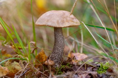 Boletus ormanda büyüyen mantar. Sonbahar Cep mantar. Mushr