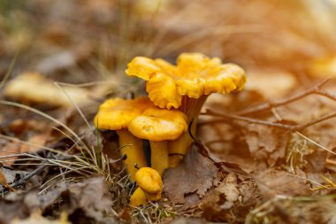 Ot Cantharellus cibarius mantar orman. Cantharellus Cibarius