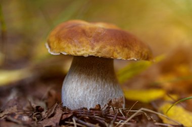 Boletus ormanda büyüyen mantar. Sonbahar Cep mantar. Mushr