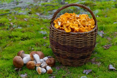 Taze bir hasır sepet içinde Cantharellus cibarius mantar aldı bir için