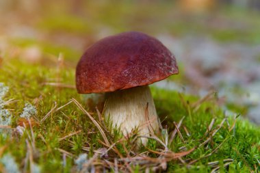 Boletus ormanda büyüyen mantar. Sonbahar Cep mantar. Mushr