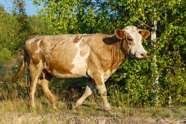 Kızıl inek çayırda otluyor..