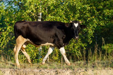 Çayırda otlayan siyah beyaz inek.