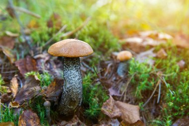 Orman mantar portakal-cap çörek çim.