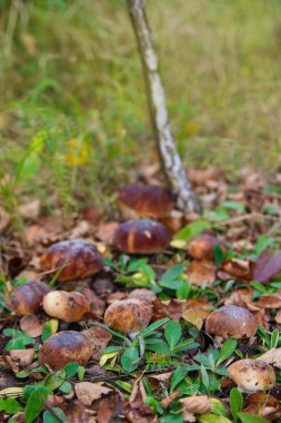 Boletus ormanda büyüyen mantar. Sonbahar Cep mantar. Mushr