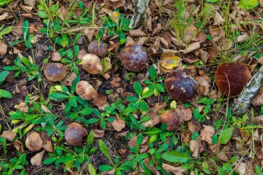 Boletus ormanda büyüyen mantar. Sonbahar Cep mantar. Mushr