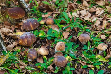 Boletus ormanda büyüyen mantar. Sonbahar Cep mantar. Malzeme çekme mantar.