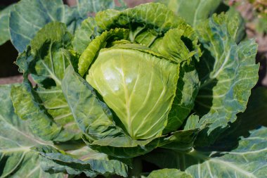 Büyük Bahçe, taze sebze bahçesi lahana lahana