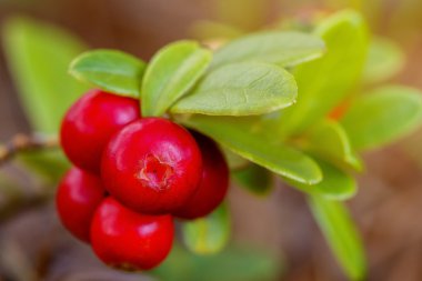 Cowberries (İsveç kirazı, partridgeber olgun, taze çilek