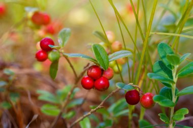 Cowberries (İsveç kirazı, partridgeber olgun, taze çilek