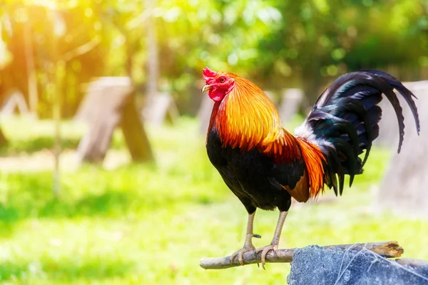 2017 Año Nuevo Chino del Gallo / Gallo. Backgro de celebración — Foto de Stock