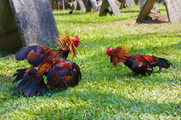 Traditioneller philippinischer Hahnenkampf auf grünem Gras. — Stockfoto