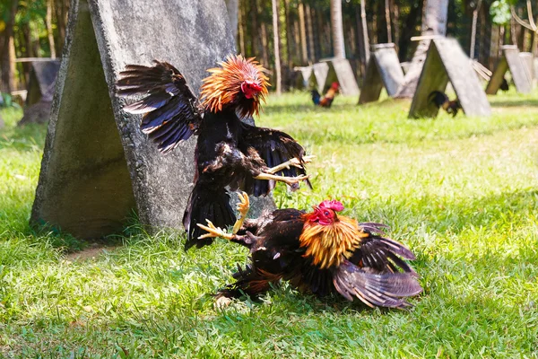 緑の芝生にフィリピンの伝統的な闘鶏の競争. — ストック写真