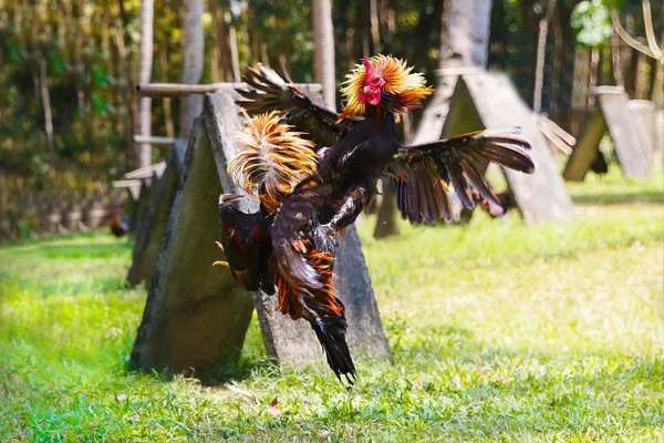 Filipínské tradiční kohoutí zápasy soutěže na zelené trávě. — Stock fotografie