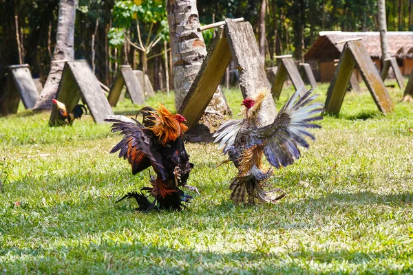 Filipina tradicional competición de lucha de gallos en hierba verde . — Foto de Stock