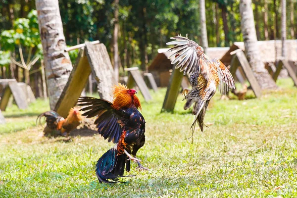 Competição de luta de galos tradicional filipina na grama verde . — Fotografia de Stock