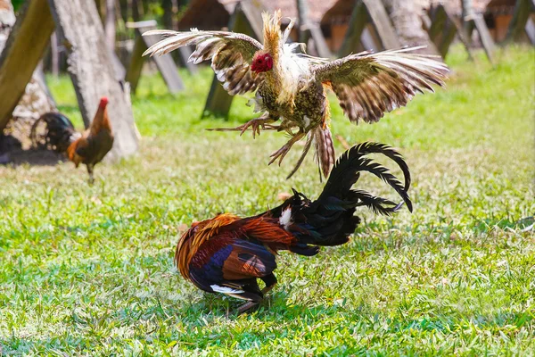 Filipińskie cockfighting tradycyjny konkurs na zielonej trawie. — Zdjęcie stockowe