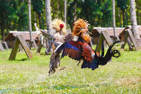 Philippine traditional cockfighting competition on green grass. — Stock Photo, Image