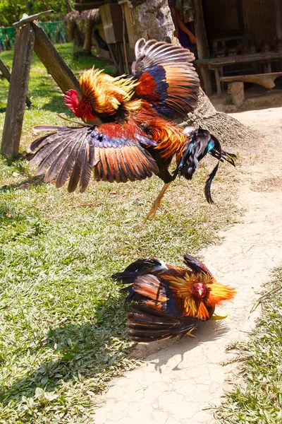 Fülöp-szigeteki hagyományos cockfighting verseny a zöld fű. — Stock Fotó