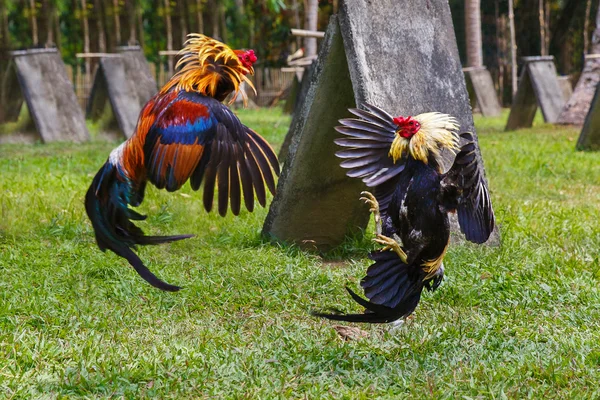 Philippine traditional cockfighting competition on green grass. — Stock Photo, Image