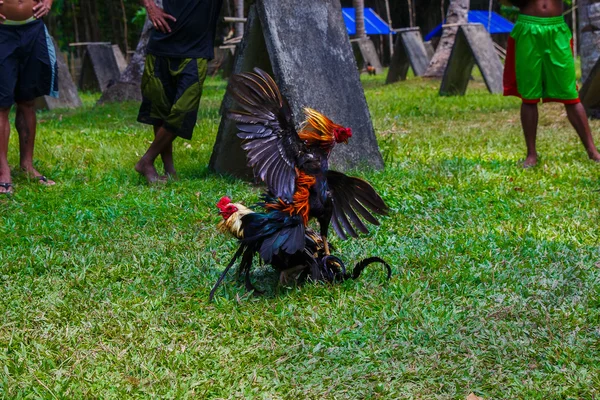 Filippino tradizionale competizione combattimento gallo su erba verde . — Foto Stock