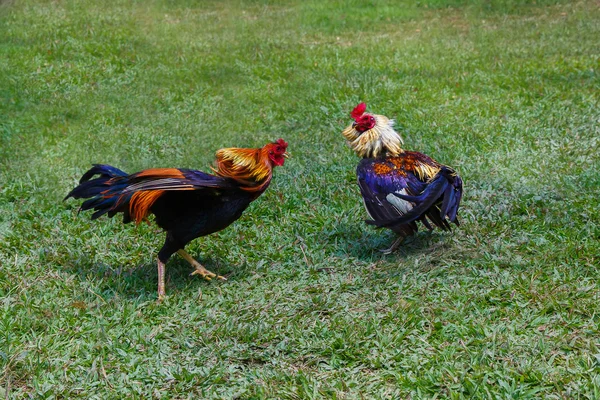 Philippine traditional cockfighting competition on green grass. — Stock Photo, Image