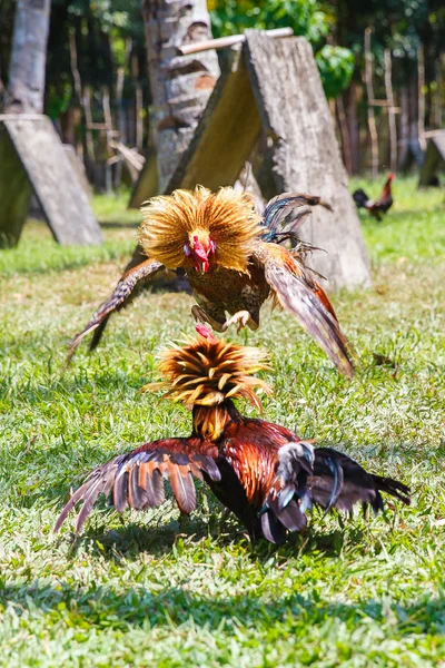 Traditioneller philippinischer Hahnenkampf auf grünem Gras. — Stockfoto