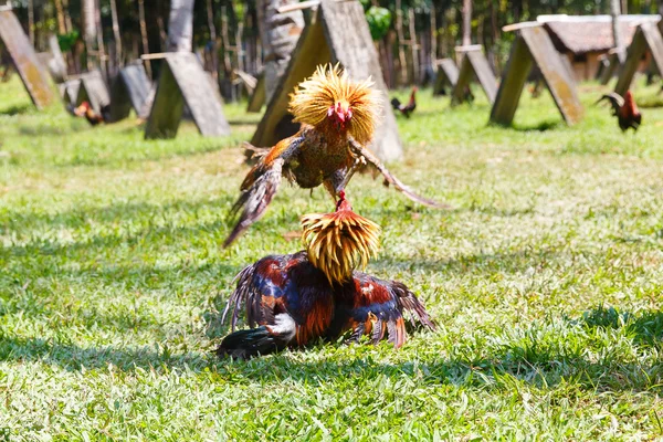 Filipina tradicional competición de lucha de gallos en hierba verde . — Foto de Stock