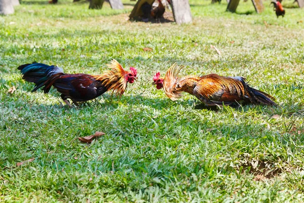 Philippine traditional cockfighting competition on green grass. — Stock Photo, Image