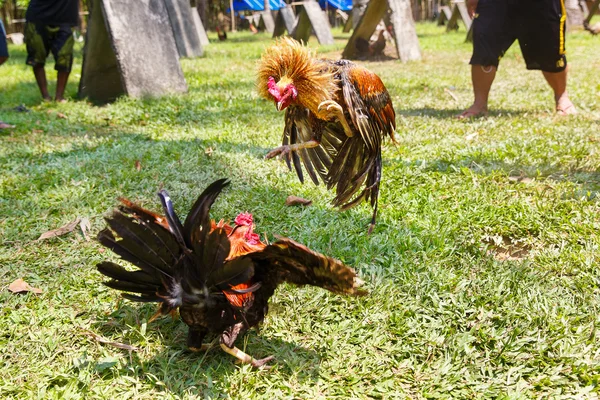 Filipínské tradiční kohoutí zápasy soutěže na zelené trávě. — Stock fotografie