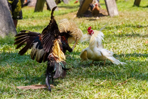 Filippijnse traditionele hanengevechten concurrentie op groene gras. — Stockfoto