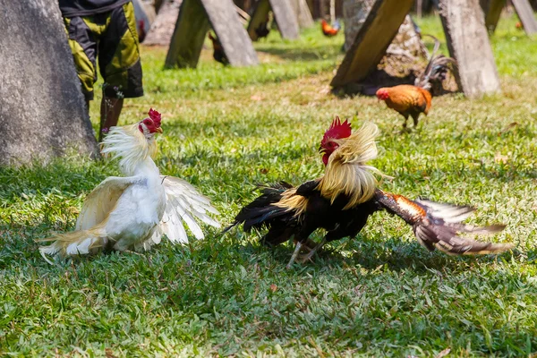 Filipina tradicional competición de lucha de gallos en hierba verde . — Foto de Stock