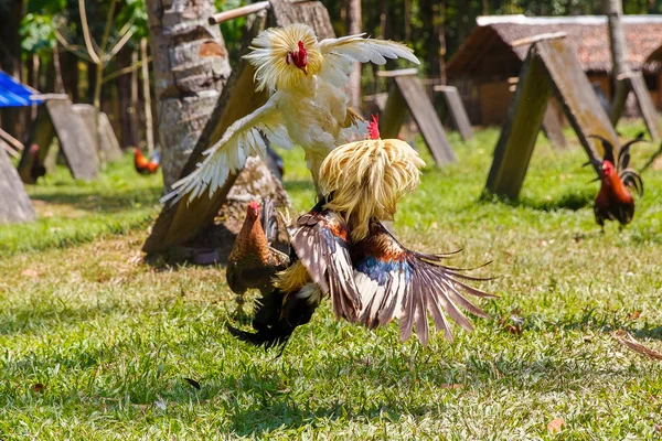 Filipińskie cockfighting tradycyjny konkurs na zielonej trawie. — Zdjęcie stockowe