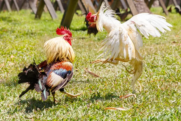 Filipin geleneksel horoz dövüşü rekabet yeşil çimenlerin üzerinde. — Stok fotoğraf