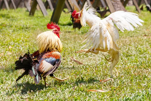 Filipin geleneksel horoz dövüşü rekabet yeşil çimenlerin üzerinde. 