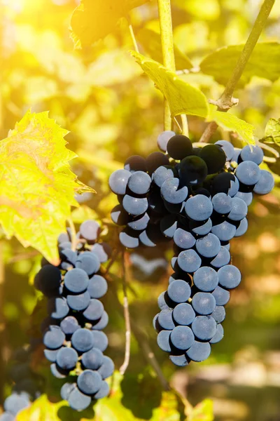 Primer plano de las uvas de vino tinto que cuelgan de la vid por la tarde — Foto de Stock