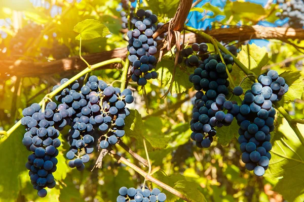 Primer plano de las uvas de vino tinto que cuelgan de la vid por la tarde — Foto de Stock