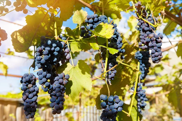 Zbliżenie na czerwone wino z winogron zwisające na winorośli po południu — Zdjęcie stockowe