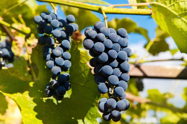 Primer plano de las uvas de vino tinto que cuelgan de la vid por la tarde — Foto de Stock