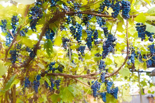 Cachos de uvas de vinho tinto penduradas em uma videira em uma vinha — Fotografia de Stock