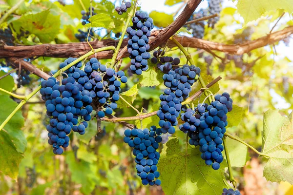 Primer plano de las uvas de vino tinto que cuelgan de la vid por la tarde — Foto de Stock