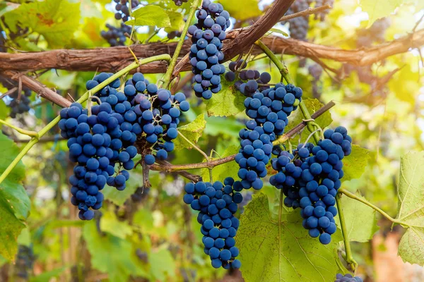 Primer plano de las uvas de vino tinto que cuelgan de la vid por la tarde — Foto de Stock